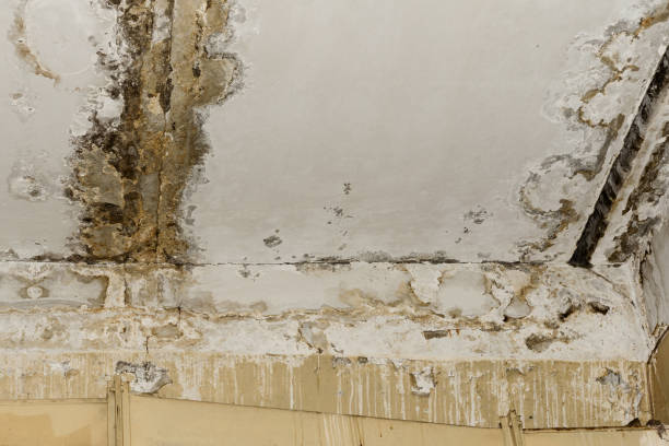 Mold Removal for HVAC Installations in Sierra Ridge, CO