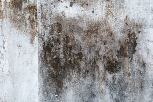 Best Real Estate Mold Inspection  in Sierra Ridge, CO