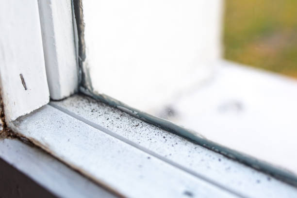 Best Mold Removal for HVAC Installations  in Sierra Ridge, CO