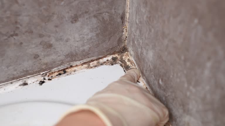 Best Airborne Mold Testing  in Sierra Ridge, CO